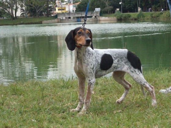 BRAZILIAN DOG BREEDS - RASTREADOR BRASILEIRO