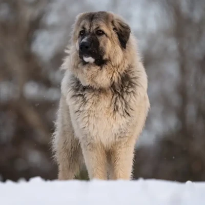 SERBIAN DOG BREEDS