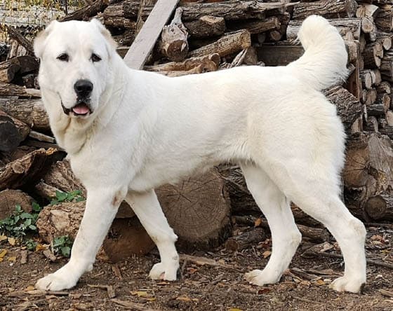 MOUNTAIN DOG BREEDS - CANTRAL ASIAN SHEPHERD, ALABAI