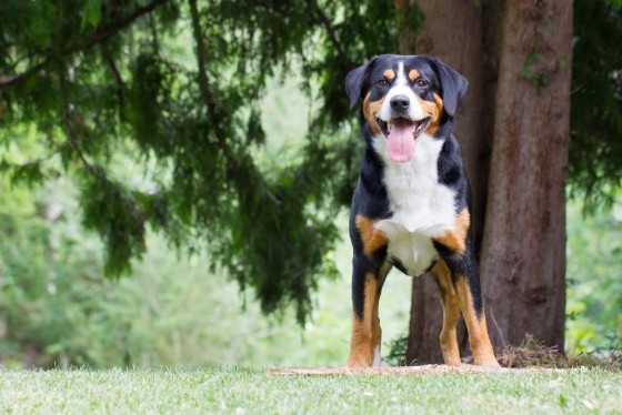 MOUNTAIN DOG BREEDS - APPENZELLER SENNENHUND