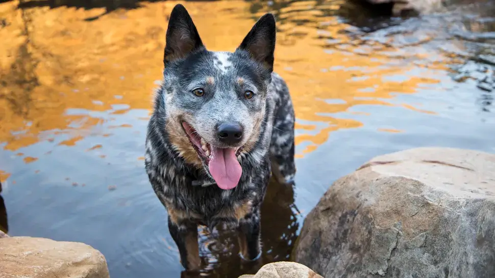 SWIMMING DOG BREEDS - AUSTRALIAN CATTLE DOG
