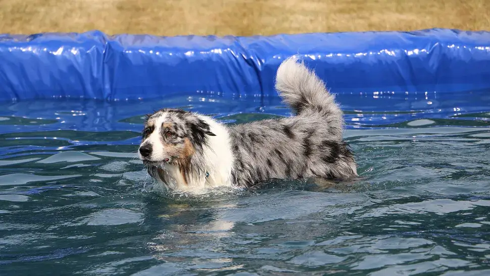 SWIMMING DOG BREEDS - AUSTRALIAN SHEPHERD DOG