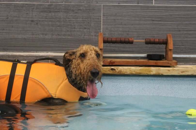SWIMMING DOG BREEDS - AIREDALE TERRIER