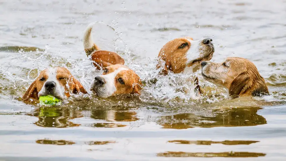 SWIMMING DOG BREEDS - BEAGLE