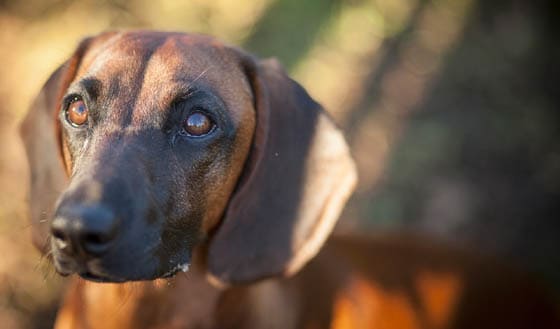 MOUNTAIN DOG BREEDS - BAVARIAN MOUNTAIN SCENT HOUND