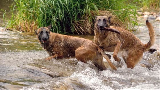SWIMMING DOG BREEDS - BELGIAN MALINOIS