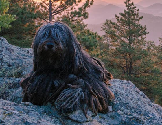 MOUNTAIN DOG BREEDS - BERGAMASCO SHEPHERD