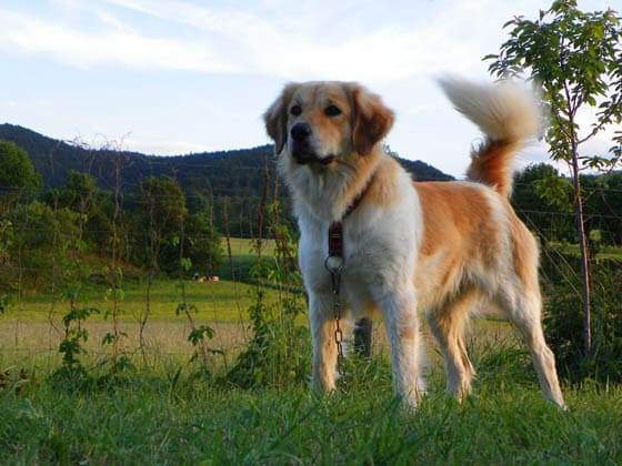 MOUNTAIN DOG BREEDS - CZECH MOUNTAIN DOG, BOHEMIAN