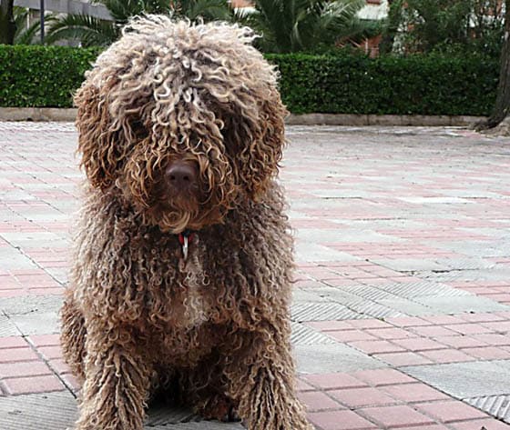 SWIMMING DOG BREEDS - CANTABRIAN WATER DOG