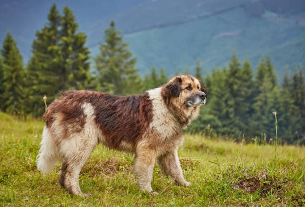 MOUNTAIN DOG BREEDS - CARPATHIAN SHEEPDOG