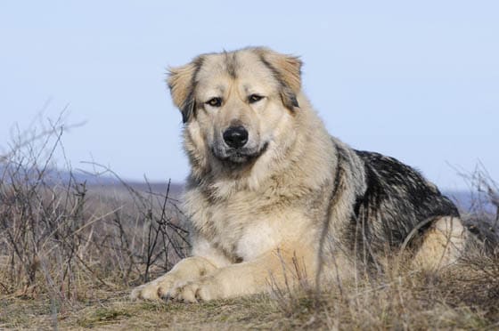 MOUNTAIN DOG BREEDS - 