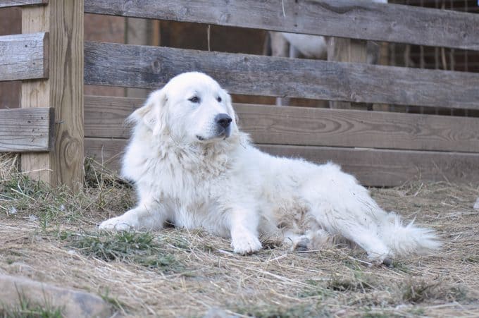 MOUNTAIN DOG BREEDS - COLORADO MOUNTAIN DOG