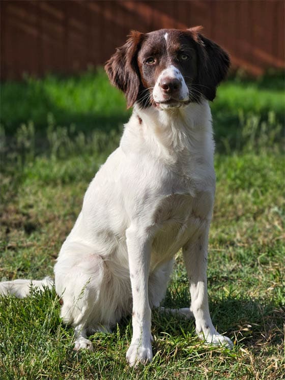 SWIMMING DOG BREEDS - DRENTSCHE PATRIJSHOND