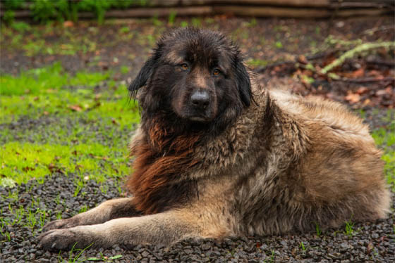 MOUNTAIN DOG BREEDS - ESTRELA MOUNTAIN DOG