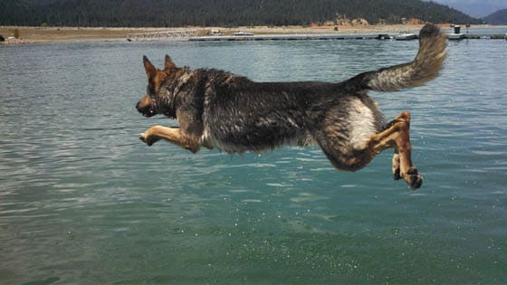 SWIMMING DOG BREEDS - 