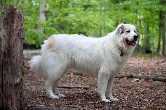 MOUNTAIN DOG BREEDS - GREAT PYRENEES