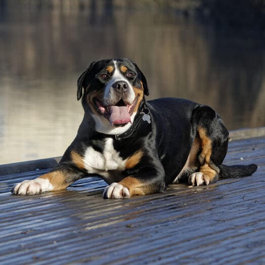 MOUNTAIN DOG BREEDS - GREATER SWISS MOUNTAIN DOG