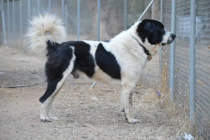 MOUNTAIN DOG BREEDS - HELLENIC SHEPHERD