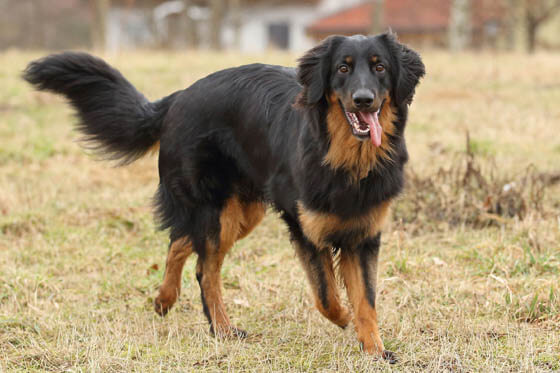 MOUNTAIN DOG BREEDS - HOVAWART