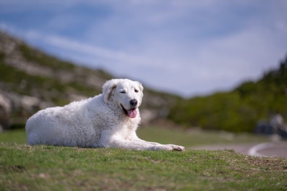 MOUNTAIN DOG BREEDS - KUVASZ