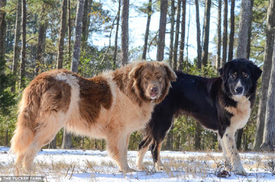 MOUNTAIN DOG BREEDS - KARAKACHAN