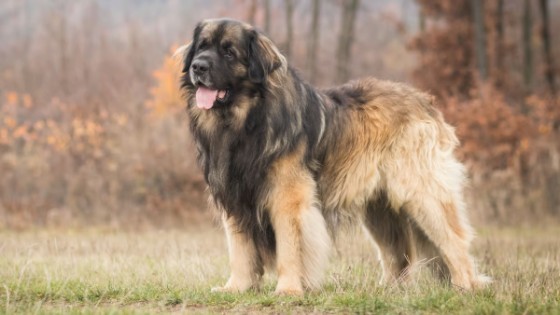 MOUNTAIN DOG BREEDS - LEONBERGER