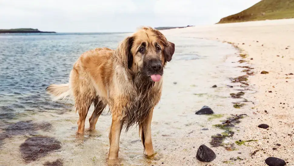 SWIMMING DOG BREEDS - LEONBERGER