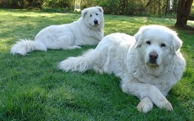 MOUNTAIN DOG BREEDS - MAREMMA SHEEPDOG