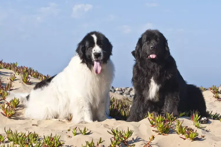 MOUNTAIN DOG BREEDS - NEWFOUNDLAND