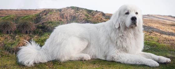 MOUNTAIN DOG BREEDS - POLISH TATRA SHEEPDOG