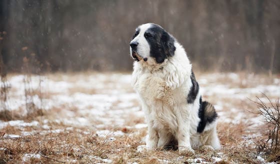 MOUNTAIN DOG BREEDS - PYRENEAN MASTIFF