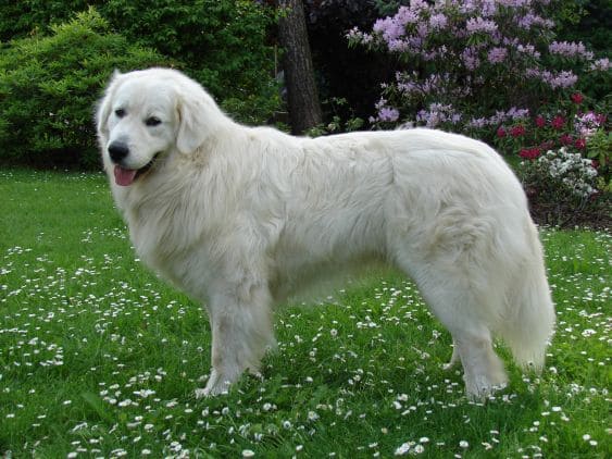 MOUNTAIN DOG BREEDS - SLOVENSKY CUVAC