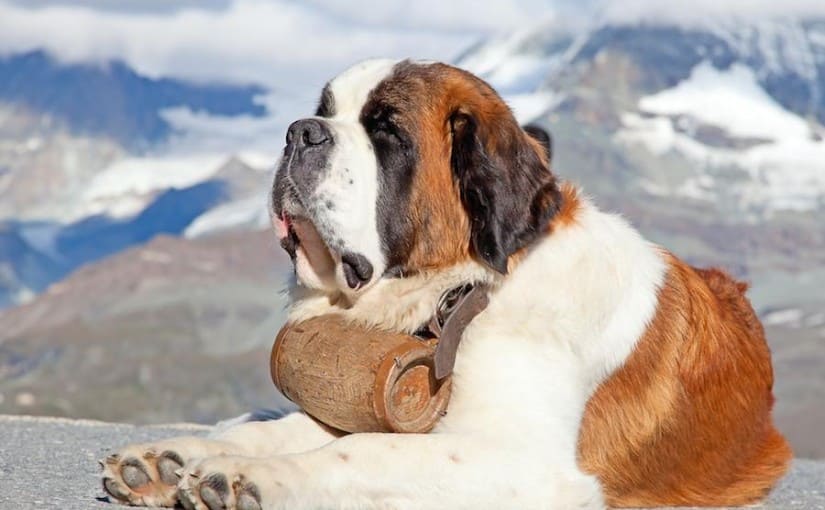MOUNTAIN DOG BREEDS - SAINT BERNARD