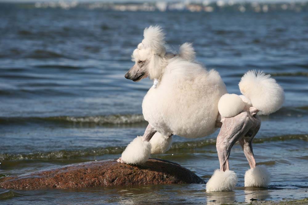 SWIMMING DOG BREEDS - STANDARD POODLE