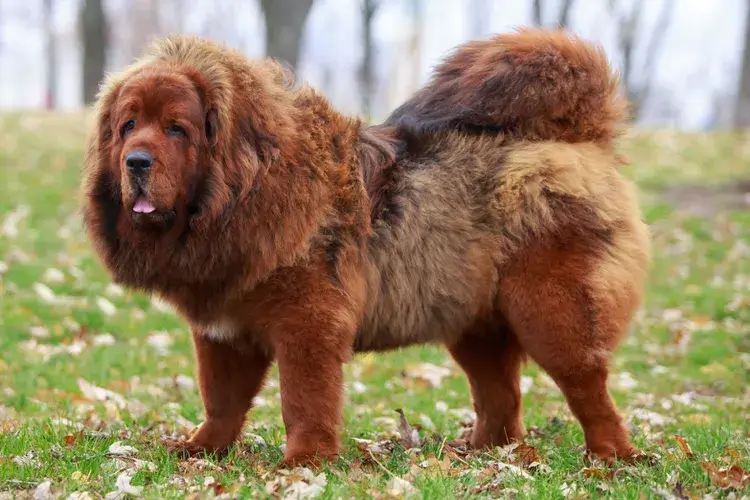 MOUNTAIN DOG BREEDS - TIBETAN MASTIFF