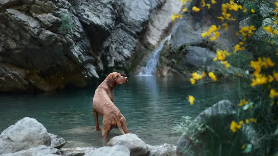 SWIMMING DOG BREEDS - VIZSLA