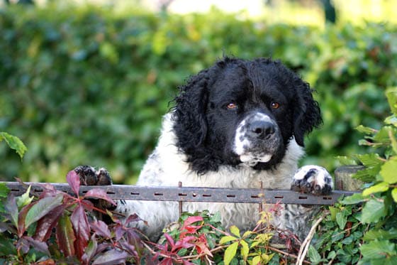 SWIMMING DOG BREEDS - WETTERHOUN