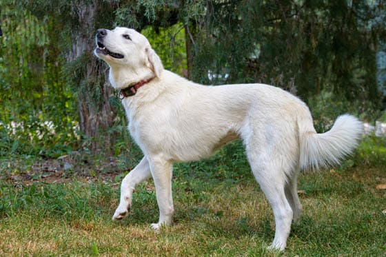 MOUNTAIN DOG BREEDS - 