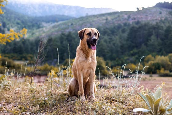 MOUNTAIN DOG BREEDS - ANATOLIAN SHEPHERD