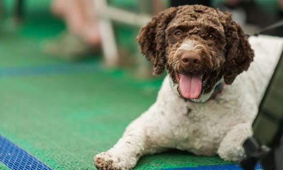 SWIMMING DOG BREEDS - BARBET
