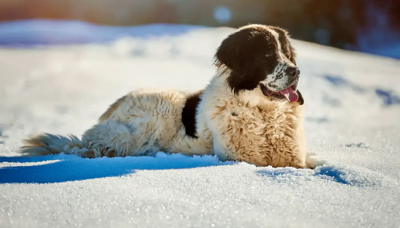 MOUNTAIN DOG BREEDS - BUCOVINA SHEPHERD DOG