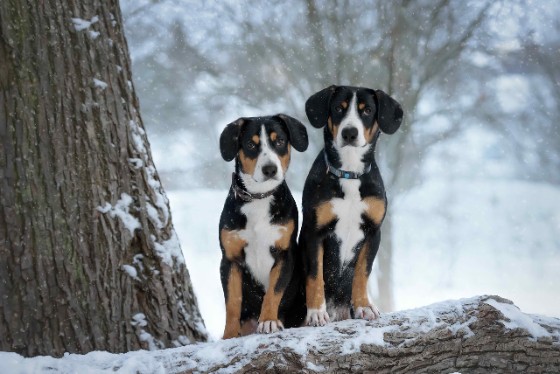 MOUNTAIN DOG BREEDS - ENTLEBUCHER