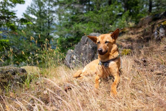 MOUNTAIN DOG BREEDS - FORMOSAN MOUNTAIN DOG