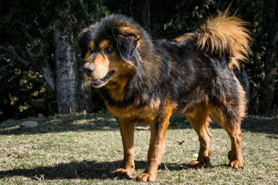 MOUNTAIN DOG BREEDS - HIMALAYAN SHEEPDOG