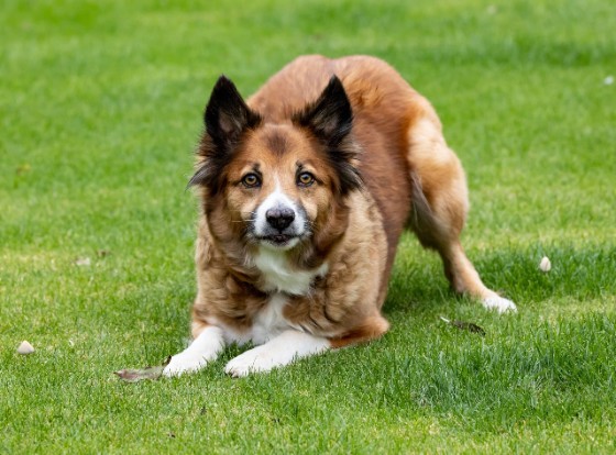 MOUNTAIN DOG BREEDS - ICELANDIC SHEEPDOG