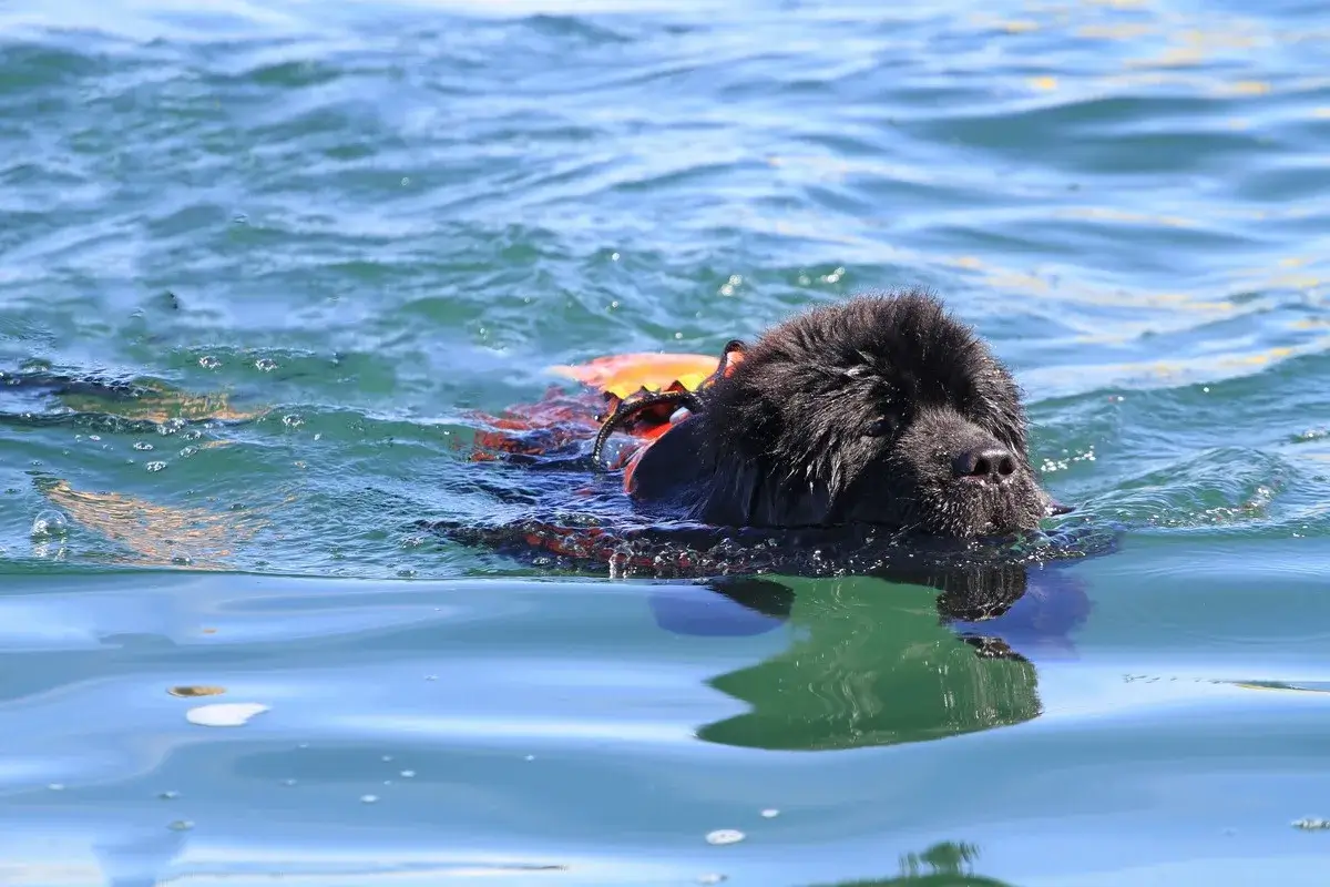 SWIMMING DOG BREEDS - NEWFOUNDLAND