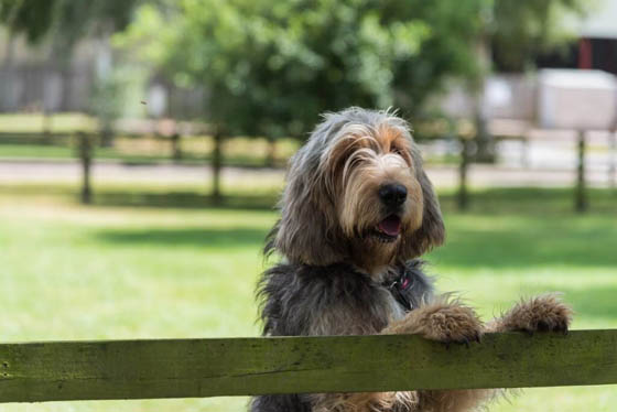 SWIMMING DOG BREEDS - OTTERHOUND