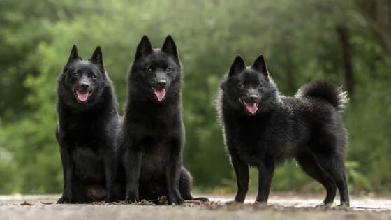 SWIMMING DOG BREEDS - SCHIPPERKE