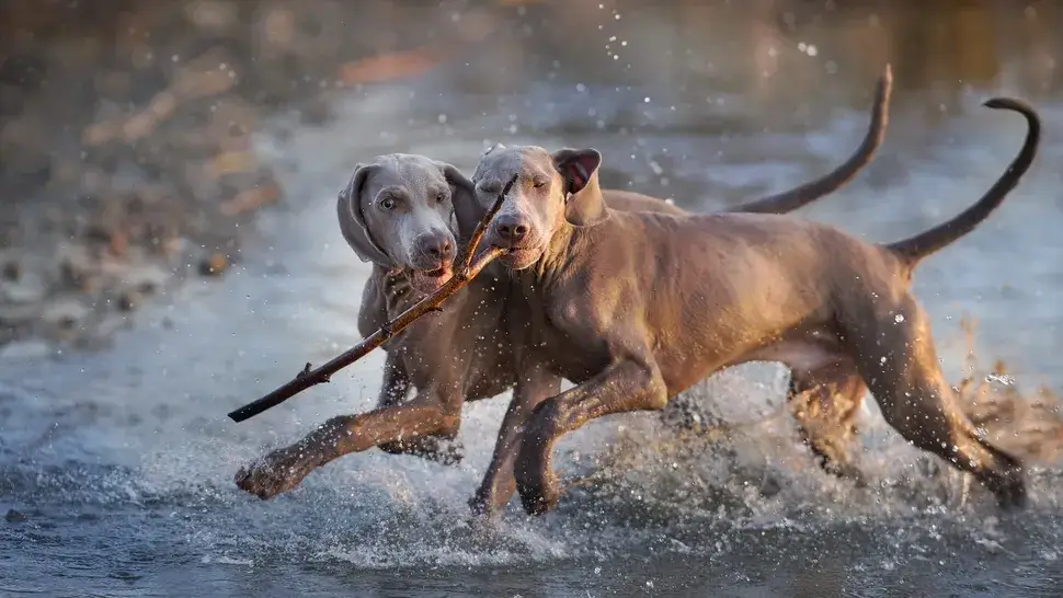 SWIMMING DOG BREEDS - WEIMARANER