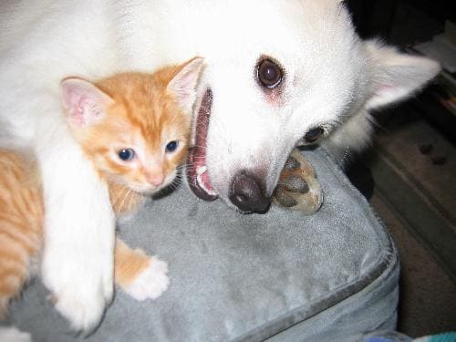 CAT-FRIENDLY DOG BREEDS - AMERICAN ESKIMO DOG